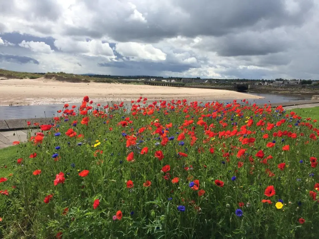a field of flowers with a beach in the background at The Jewel of the Moray Firth in Lossiemouth