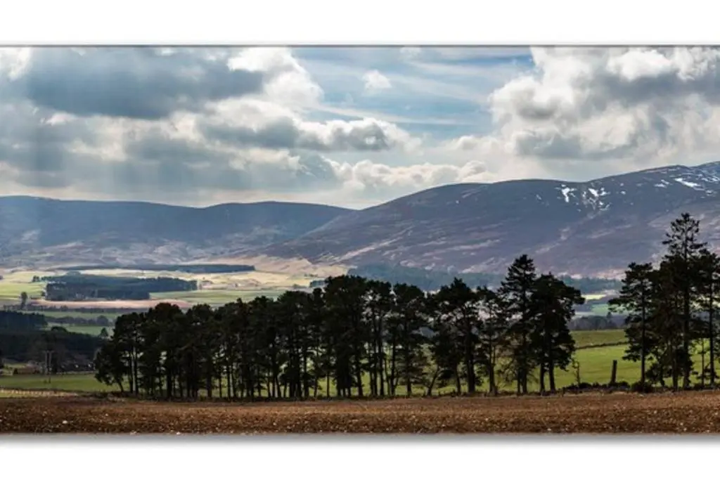 a group of trees in a field with mountains in the background at Traditional Family Home in Royal Deeside in Aboyne