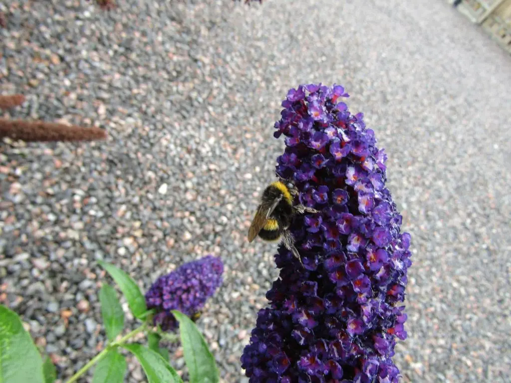 a bee on top of a purple flower at Lindfields in Inverness