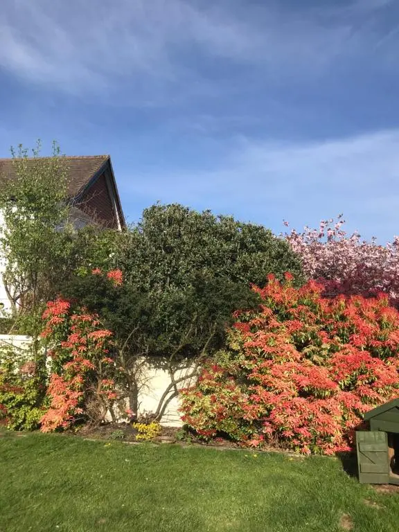 a group of bushes with red flowers in a yard at Wimberley House in Inverness