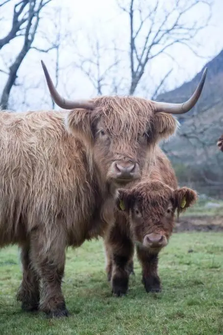 two cows standing next to each other in a field at Inverlael Farm Cottages in Inverlael