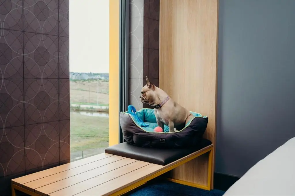 a dog sitting in a pillow in front of a mirror at Aloft Aberdeen TECA in Aberdeen