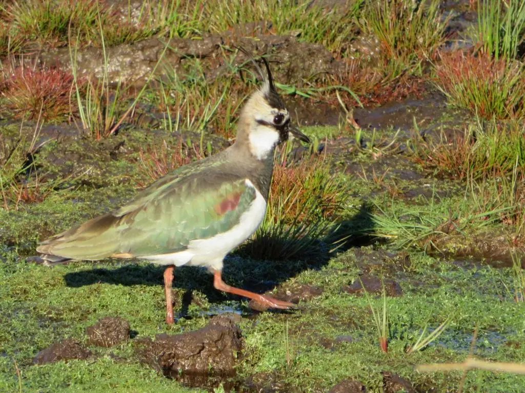 a bird is standing in the grass at Balvraid Lodge B&B in Inverness