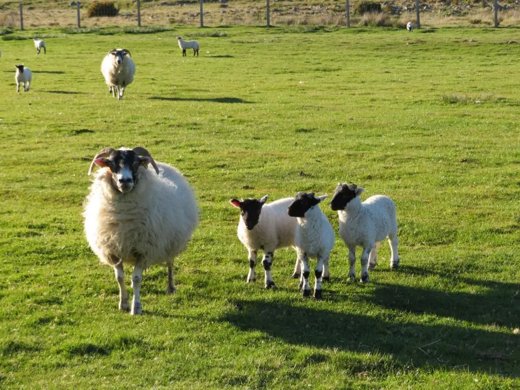 a group of sheep standing in a field at Balvraid Lodge B&B in Inverness