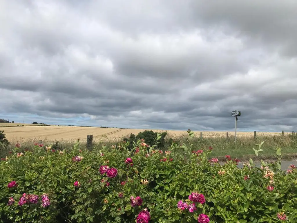 a field of flowers with a cloudy sky at Crossgates, Rosehearty in Rosehearty
