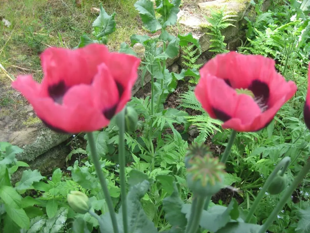two red flowers in a garden at Sunflower Bed & Breakfast in Findhorn
