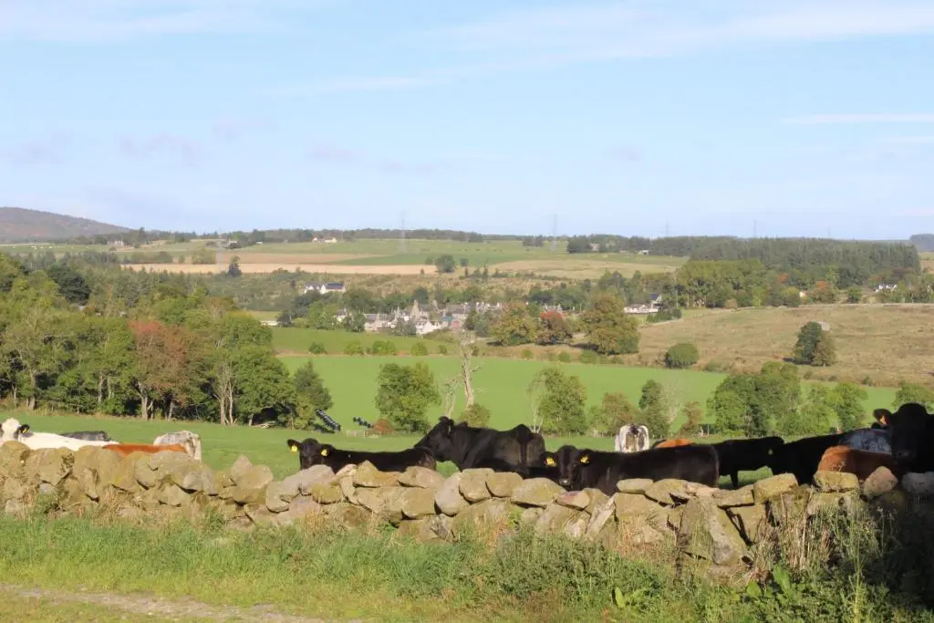 a herd of cows standing next to a stone wall at Roualeyn in Huntly