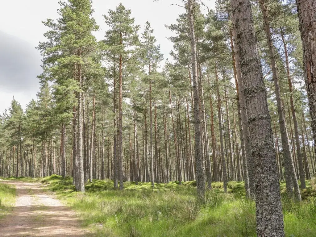 a dirt road through a pine forest at Drumhead Bothy in Banchory