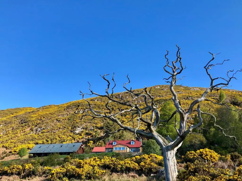 a house on the side of a hill with a tree at Nan's Cottage in Beauly