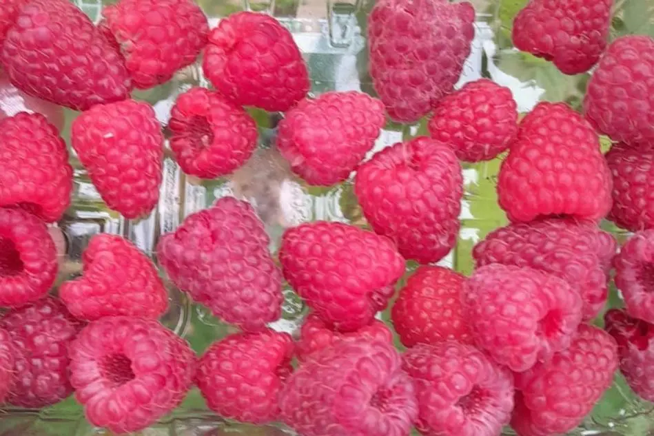 a bunch of red raspberries on a table at Black Isle View in Dingwall