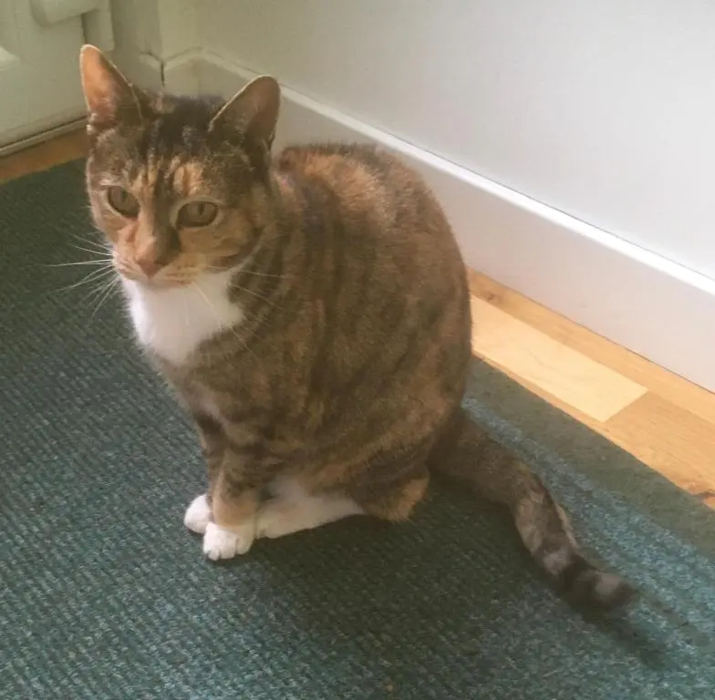 a cat sitting on the floor in a room at Black Isle View in Dingwall
