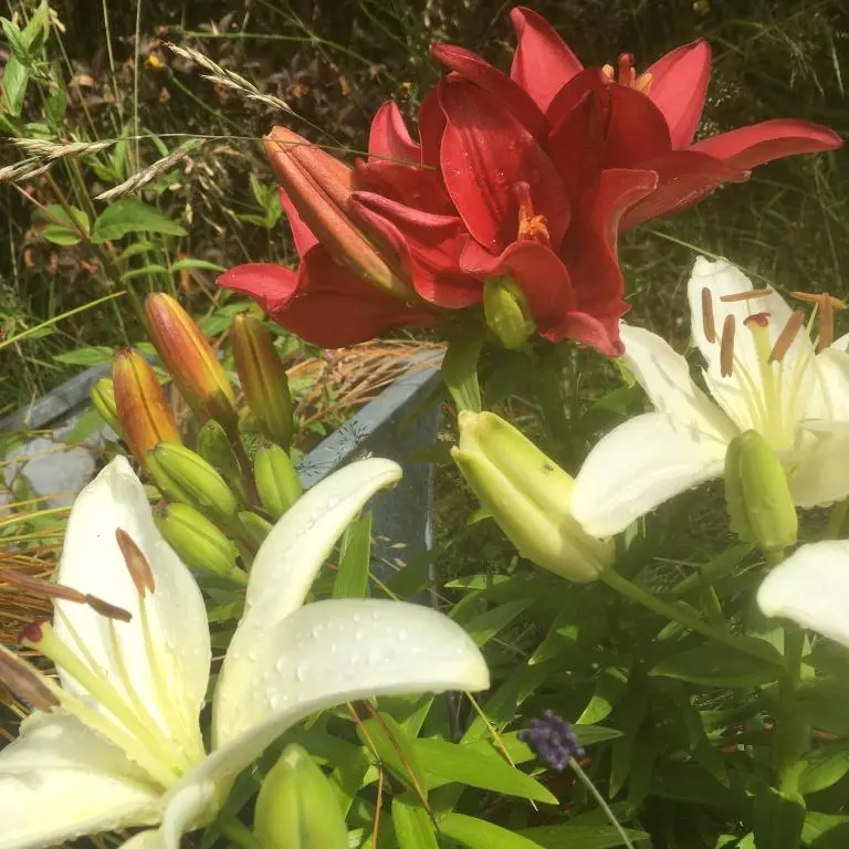 a red and white flower next to white lilies at Black Isle View in Dingwall