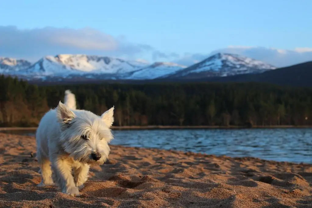 a white dog running on a beach near a body of water at Cairngorm Lodge Youth Hostel in Loch Morlich