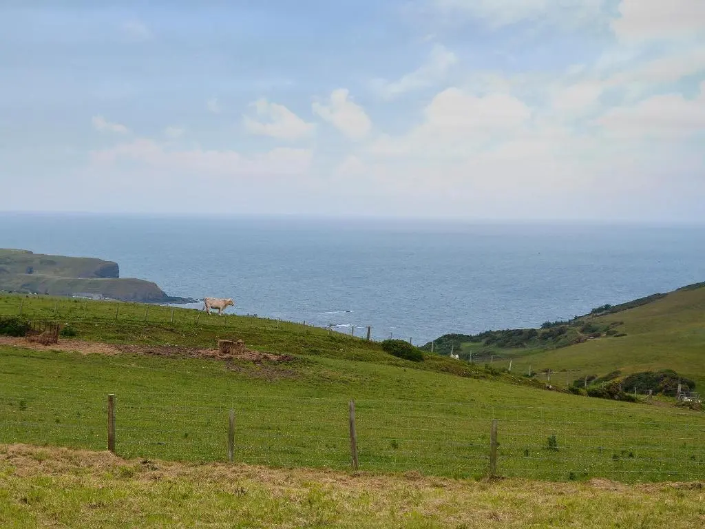 a cow standing on top of a grassy hill at Mains Of Auchmedden Cottage in Pennan