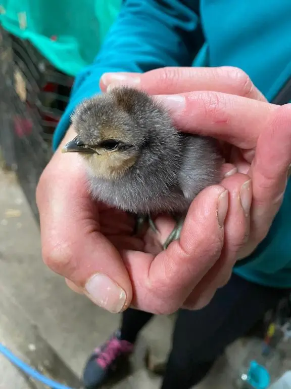 a person holding a small bird in their hands at Lettoch Farm in Dufftown