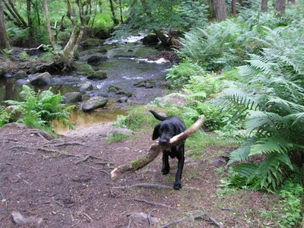 a dog carrying a large stick in its mouth at Apartment 20 Inchmarlo in Banchory