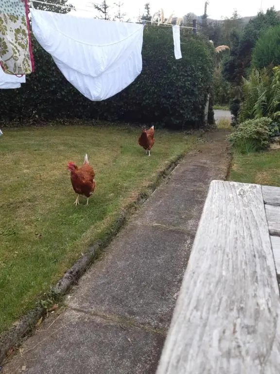 two chickens walking on the grass in a yard at Springbank Cabin in Insch