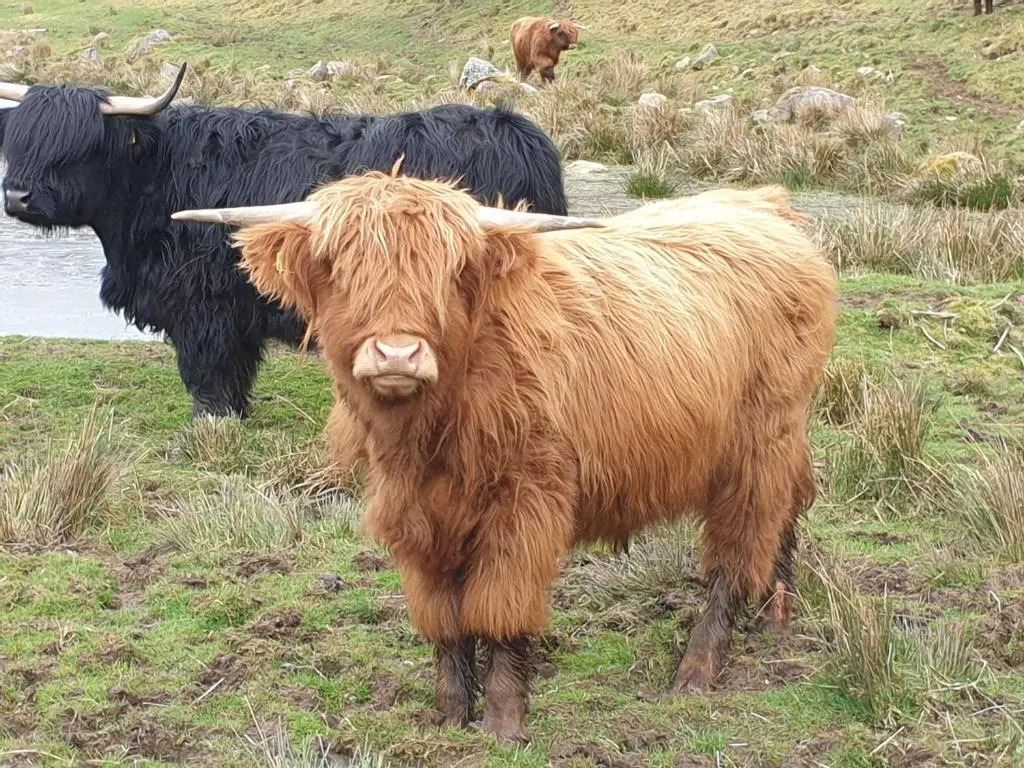 a brown cow is standing in a field at Lorien House B&B in Fort Augustus