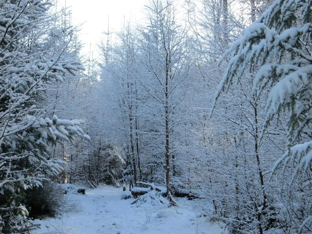 a forest covered in snow with trees and branches at Shieling Beag in Banchory