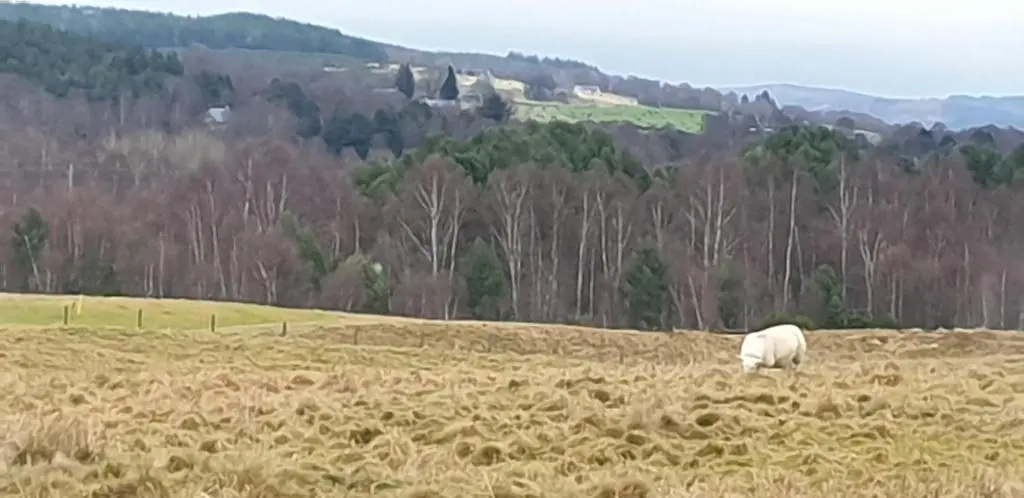 a sheep grazing in a field of hay at Bonnie Gorm in Boat of Garten