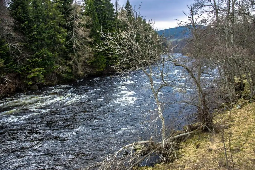 a river in the middle of a forest at Otter Lodge in Kingussie