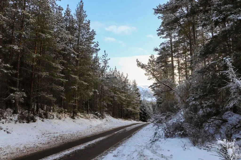 a snow covered road with trees on either side at Golden Eagle Lodge in Kingussie
