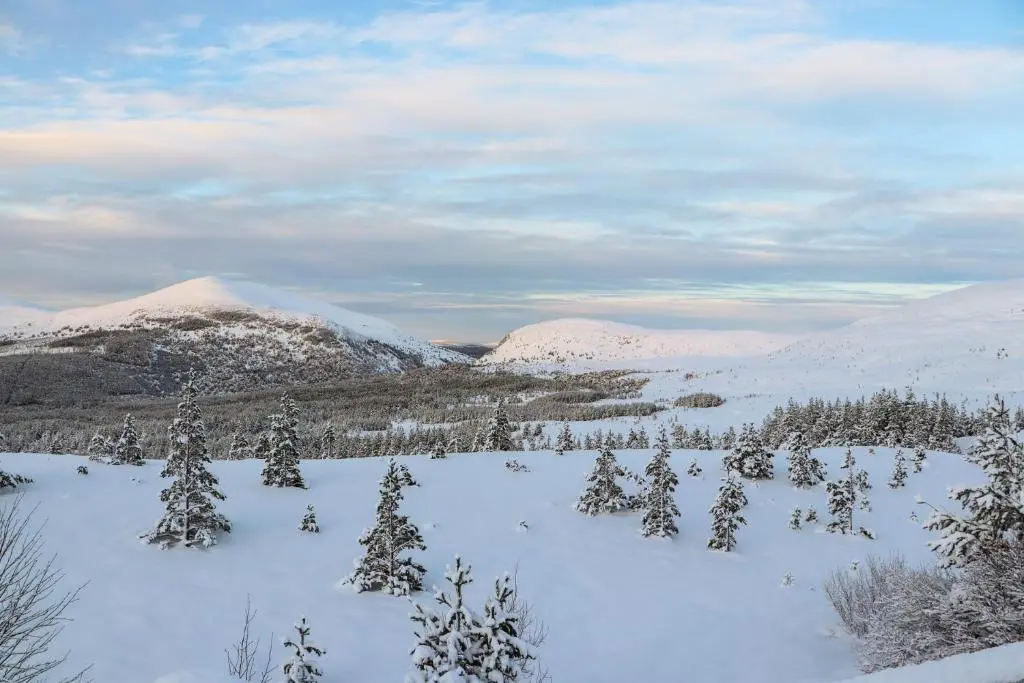 a snowy field with trees and snow covered mountains at Wildcat Lodge in Kingussie