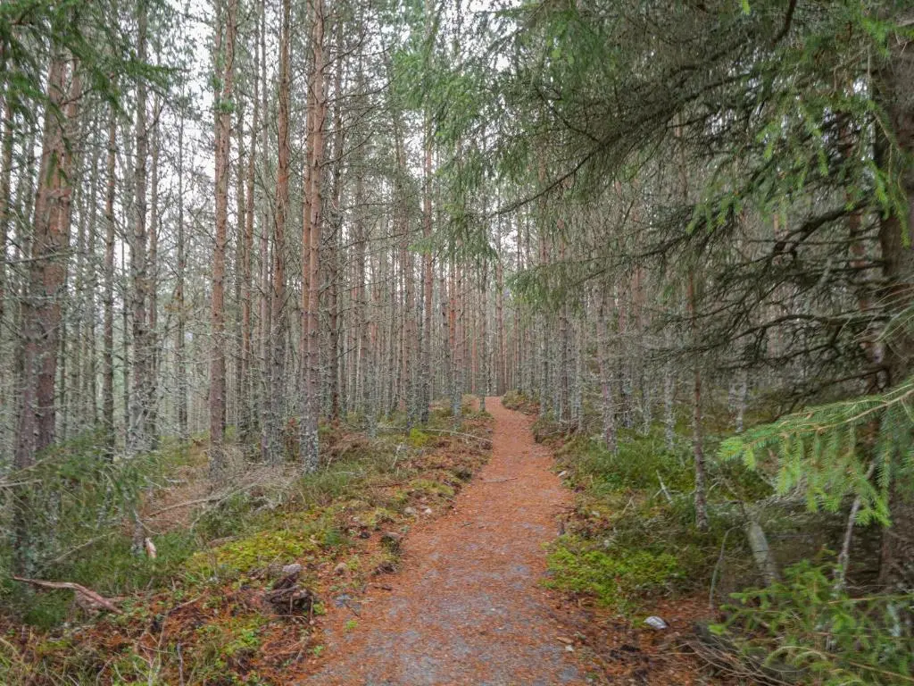 a dirt road in a forest with trees at Wildcat Lodge in Kingussie