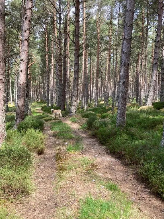 a dirt road in a forest with a dog walking down it at Clashmore Wood in Dornoch