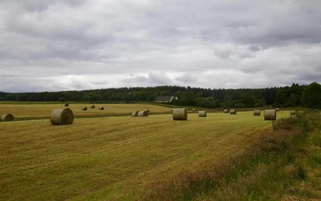 a field full of hay bales in a field at Clashmore Wood in Dornoch