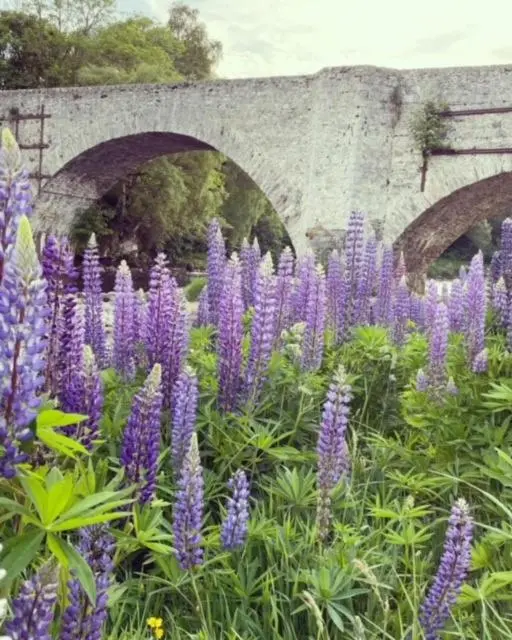 a bunch of purple flowers in front of a bridge at Brooklynn Guest House in Grantown on Spey
