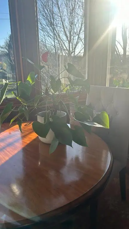 a table with a potted plant on top of it at Brooklynn Guest House in Grantown on Spey