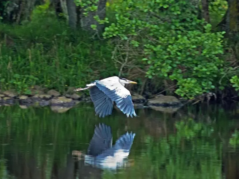 a bird flying over a body of water at Herons Rest in Drumnadrochit
