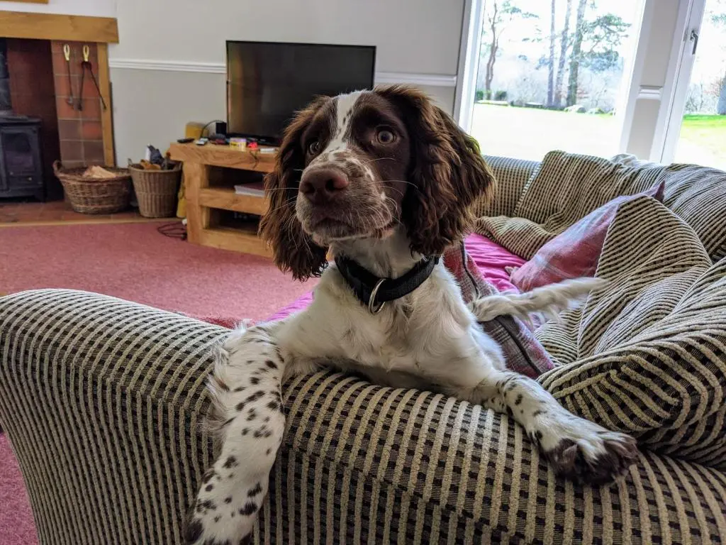 a brown and white dog laying on a couch at Wee Wilds in Newtonmore