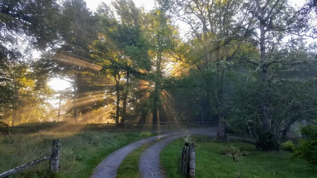 a dirt road in the middle of a field with trees at Wee Wilds in Newtonmore