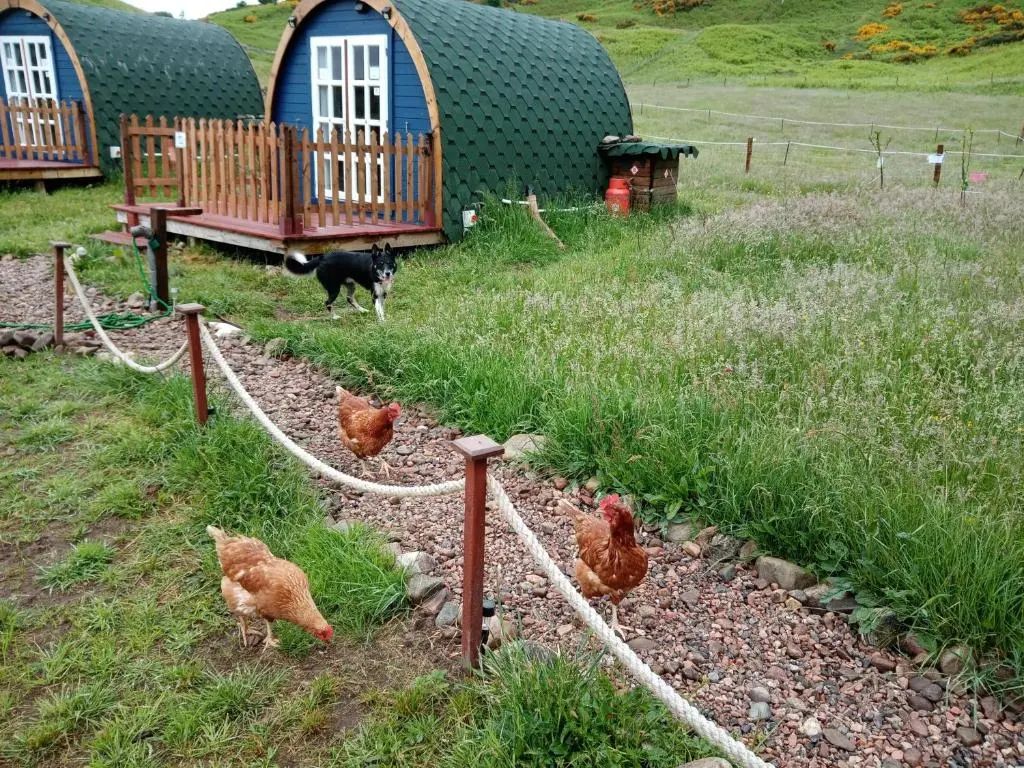 a group of chickens in a field with a dog at Wee Hoose Glamping Pod 1 in Skail
