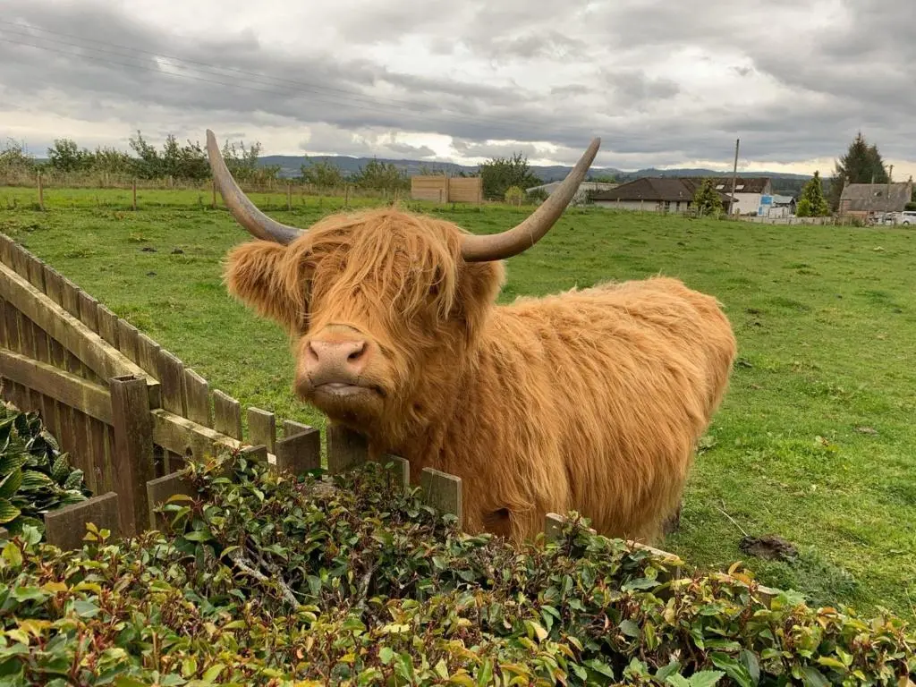 a cow with horns standing next to a fence at Kilberry Guest House in Beauly