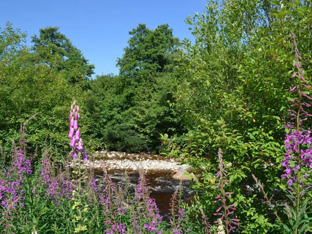 a garden with purple flowers and trees at Battanropie Lodge in Carrbridge