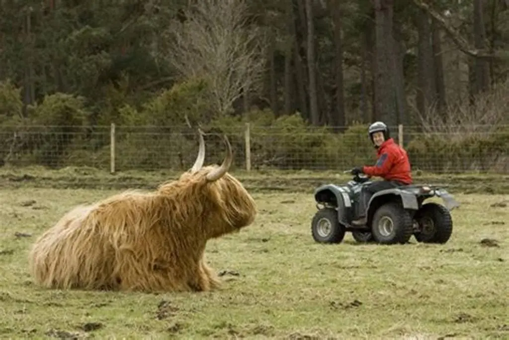 a man on a quad bike next to a bull at The Snug at the Ski Lodge, Aviemore in Aviemore