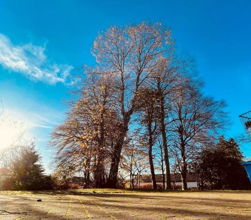 a large tree in the middle of a parking lot at Dalmore in Nairn