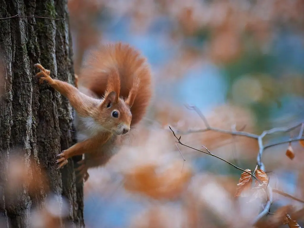 a red squirrel is standing on the side of a tree at Rowan House in Inveran
