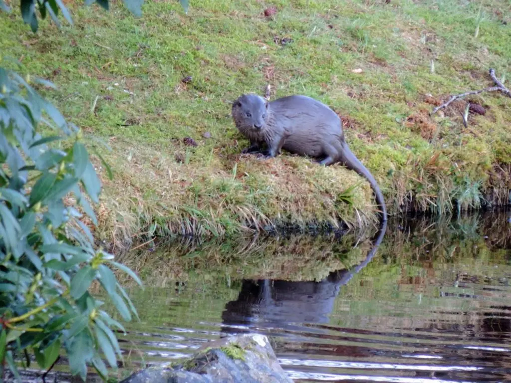 a monkey sitting on the side of a body of water at Rowan House in Inveran