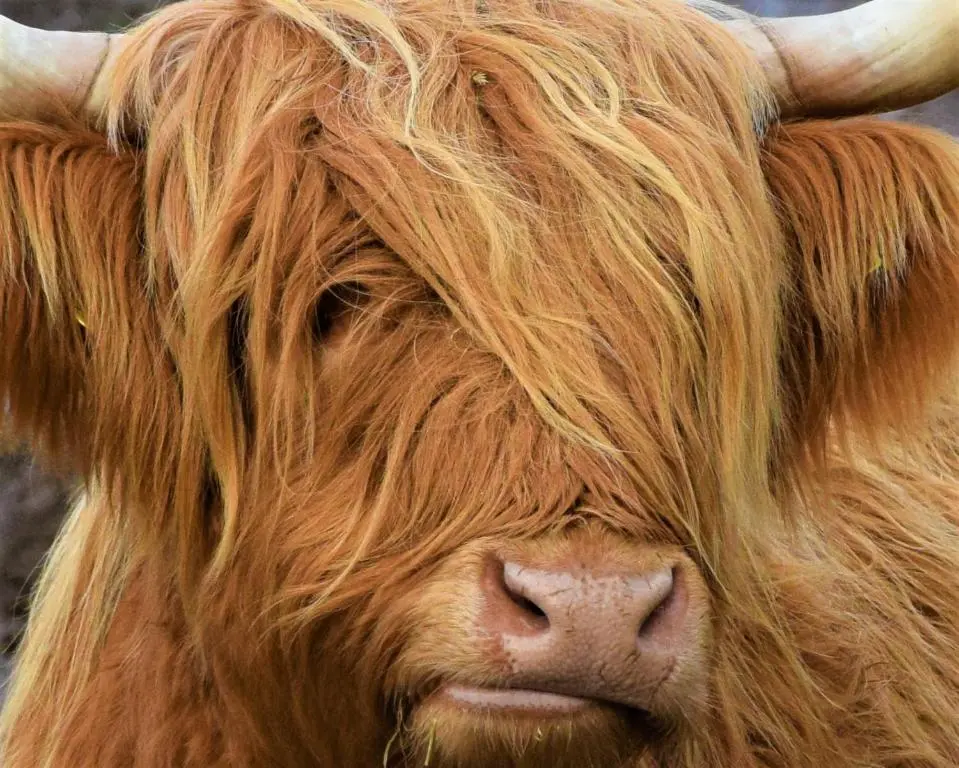 a close up of a cow with long hair at Duke Cottage in Fochabers