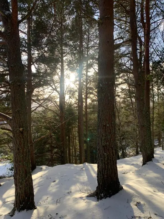 a group of trees in a snow covered forest at The One - Chalet in the Cairngorms in Boat of Garten