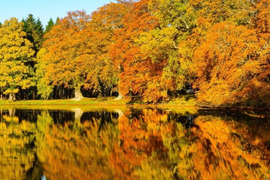 a reflection of trees in a lake in autumn at Garden Cottage, Fochabers in Fochabers