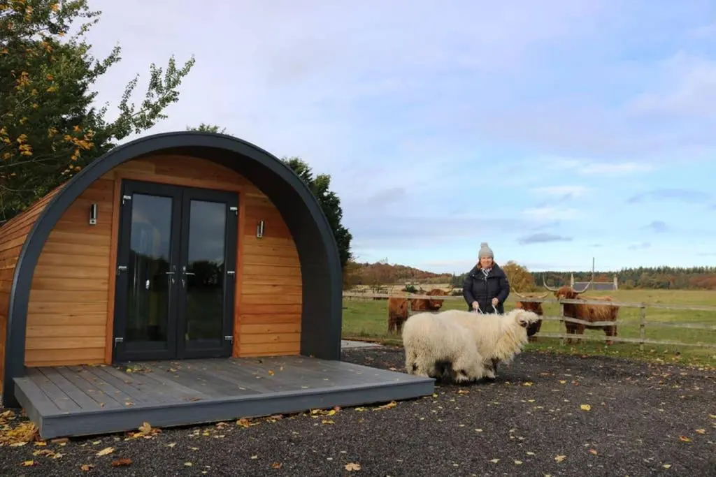 a woman standing in front of a small building with a sheep at Glampods Glamping Pod - meet Highland Cows and Sheep Elgin in Elgin
