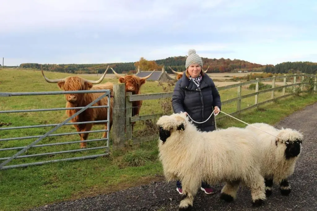 a woman standing next to a fence with two sheep at Glampods Glamping Pod - meet Highland Cows and Sheep Elgin in Elgin