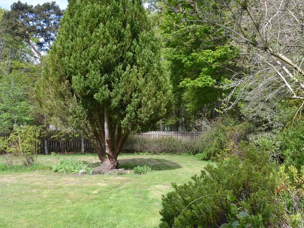 a tree in the middle of a yard at Eagles Gate Lodge in Banff