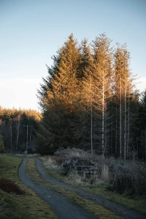 a winding road in the middle of a field with trees at The Bothy at Coneloch in Elgin
