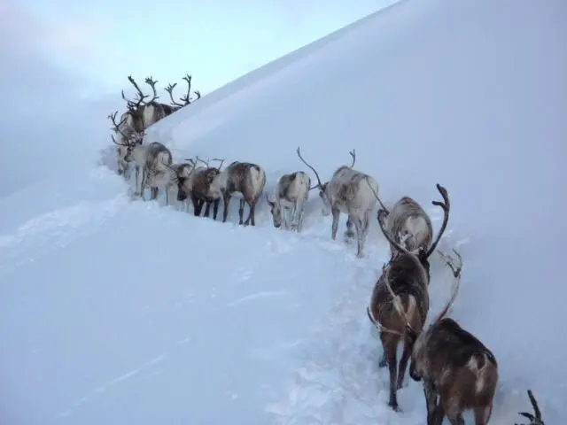 a herd of animals walking in the snow at Tieveragh in Aviemore